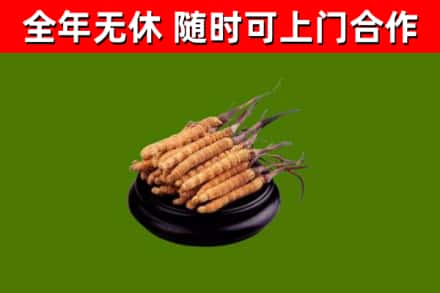邵东市回收散虫草
